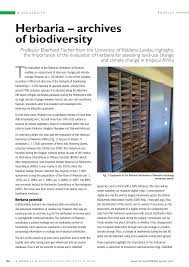 Image result for Brachycorythis friesii