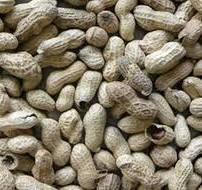 Full Color RGB Camera Peanut With Shell Color Sorter Peanut Sorting Machine