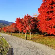 Brandywine maple sun valley maple red sunset maple october glory maple. October Glory Red Maple Tree Naturehills Com