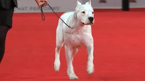Dogo Argentino 2020 Beverly Hills Dog Show Working Group Nbc Sports