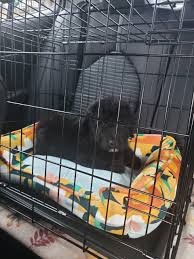 Our females are between 65lbs and 80lbs. Airedale Terrier Puppies For Sale Greensboro Nc 348501