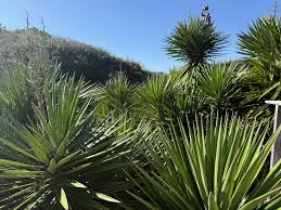 Image result for Yucca