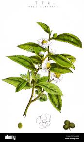 Image result for Theaceae