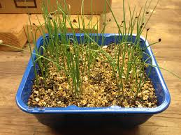 Leeks are biennial members of the onion family that are grown for their delicate onion flavor in soups and salads. How To Grow Leeks Talking Hocking