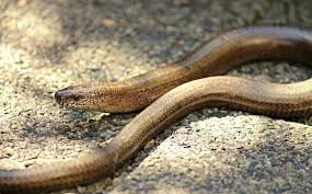 Diese Zwei Heimischen Schlangen Sind Giftig In 2020 Schlingnatter Schlangen Blindschleiche