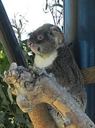Koala Bear Awake Normally These Little Guys Are Always Asleep San Diego Zoo Koala Bear Animal Illustration Kids Zoo Animals
