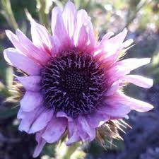 Image result for Berkheya speciosa