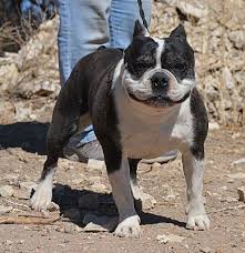 I did not think dogs could become such. Colorado Springs Co French Bulldog Meet Cameo A Pet For Adoption