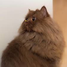 Bu Hesap Askiya Alinmistir Dora Veridyen Com Cat Memes Pet Cat Toys Funny Cat Videos