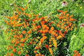 Image result for Asclepias foliosa