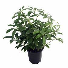 Hawaiian Schefflera Plant Great Indoors 4 Quot Pot Schefflera Plant Plants Schefflera