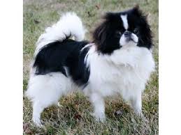The mom is american bulldog and dad is french bulldog. Japanese Chin Puppies For Sale