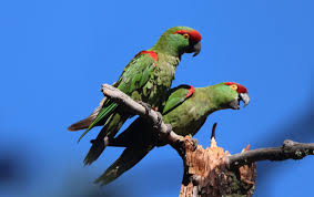 Image result for Dolichopentas