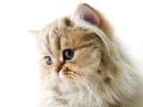 10 Smallest Cat Breeds - Kitty Lover News
