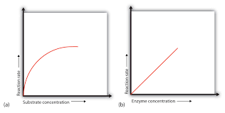 18 7 Enzyme Activity Chemistry Libretexts