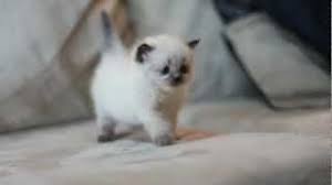 Doing so will save you more money too. Himalayan Cat A Guide To The Breed The Happy Cat Site
