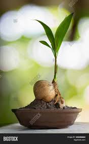 Coconut Bonsai Tree On Image Photo Free Trial Bigstock