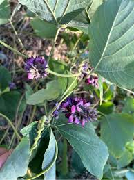 Image result for Pueraria