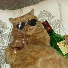 Pics That Make You Go Hmm Cat Memes Funny Animal Pictures Cute Funny Animals