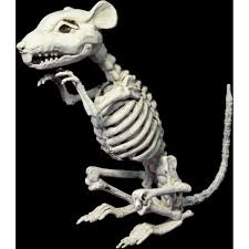 Skeleton Rat