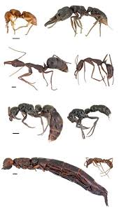 The dinoponera ant is the largest living ant species in the world. Caste Terminology Antwiki