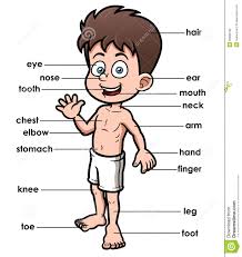 Learn the names and pronunciation of the body parts in english. Body Parts Vocabulary Clip Art Bay