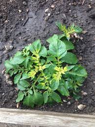 And in todays episode will. Potato Plants Turning Yellow At Center In Grow Your Own Page 1 Of 1