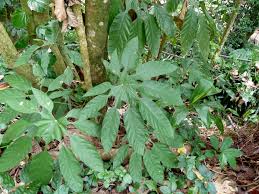 Image result for Trevesia