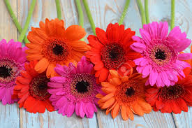Get it as soon as fri, aug 13. Bunch Of Gerber Daisies On Old Wood In Different Colors Stock Photo Picture And Royalty Free Image Image 34754359
