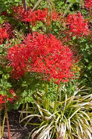 List of botanical gardens and arboretums in the united states. How To Master Red Spider Lily S Odd Growing Season Carolina Country