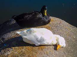 Duck is the common name for numerous species in the waterfowl family anatidae which also includes swans and geese. Lake Merritt S Celebrity Duck Duo Has Found A New Home Here S Why They Needed One