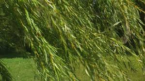 Browse our wide selection of beautiful accent trees, flowering shrubs, perennials & more. Hanging Weeping Willow Tree Branches Stock Footage Video 100 Royalty Free 2826556 Shutterstock