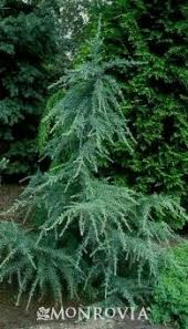 Karl Fuchs Himalayan Cedar Cedrus Deodara Karl Fuchs Monrovia Karl Fuchs Himalayan Cedar Cedrus D Conifers Garden Evergreen Landscape Evergreen Garden