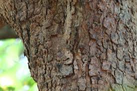 Image result for Albizia glaberrima
