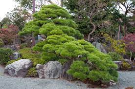 Takasago An Dupuich Small Japanese Garden Japan Garden Japanese Garden