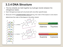 The four nitrogenous bases in dna are adenine, cytosine, guanine, and thymine. 3 3 1 Dna Structure Dna Is A Polymer Of Nucleotides 1 Sugar 5c 2 Phosphate Group C 5 3 Nitrogenous Base C 1 Phosphate Pentose Sugar Nitrogenous Ppt Download