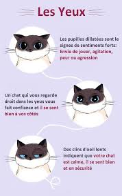 Arbre A Chats Com Les Meilleurs Arbres A Chats Du Web Langage Chat Astuces Pour Chat Comportement Chat