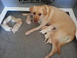 Do not miss out on your future family companion. Akc English American Yellow Labrador Puppies For Sale In Walnut Creek California Classified Americanlisted Com