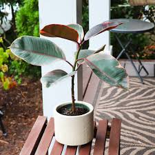 Image result for Ficus variifolia