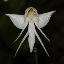 Image result for Habenaria dregeana