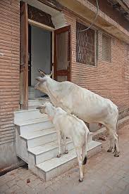 Til The Cows Come Home Vrindavan India Animals Cute Animals Cow