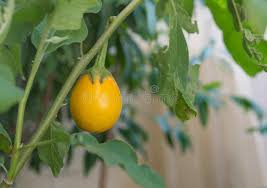 Image result for Solanum aculeatissimum