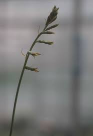 Image result for Dipcadi brevifolium