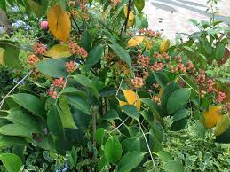 Image result for Memecylon