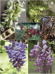 Image result for Ophrestia radicosa