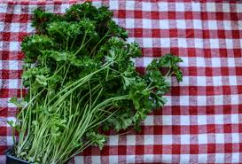 As a matter of fact, adding this popular plant to your dog's diet can drastically improve the animal's health and help your puppies deal with some very nasty medical conditions we have mentioned in the previous section. Can My Dog Eat Parsley The Dog People By Rover Com