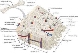 Due to the strong nature of compact bone, compared to spongy bone, it is the preferred tissue for strength. 14 4 Structure Of Bone Biology Libretexts