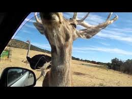 Horarios, calendario, actividades especiales, tarifas y ofertas de la temporada 2021 Entradas Safari Madrid Taquilla Com