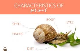 Caring For Snails As Pets Guide Diet Habitat And Care Pet Snails Snail Pets