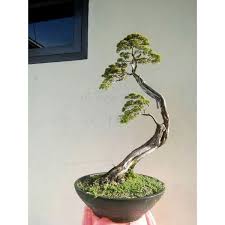 Pada dua tahun lepas, penulis telah berkenalan dengan mat yee pintu geng. Harga Cucur Atap Bonsai Terbaru Agustus 2021 Biggo Indonesia